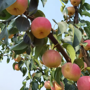 Fojianxi Asian Pear Tree (佛见喜梨)