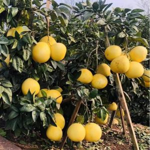 Late Dwarf Pomelo (矮晚柚)