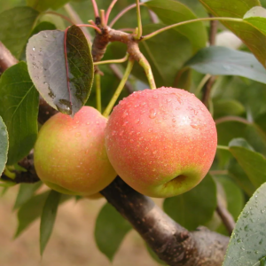 Red Nanguo Asian Pear Tree (红南果梨)