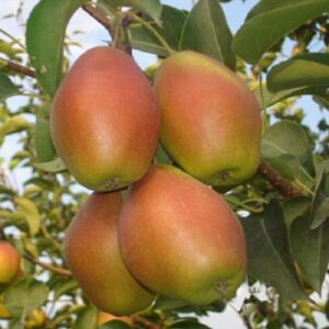 Hong Xiang Su Asian Pear Tree (红香酥梨)