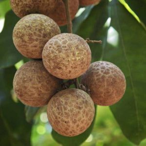 Cuimi Longan (脆蜜龙眼)