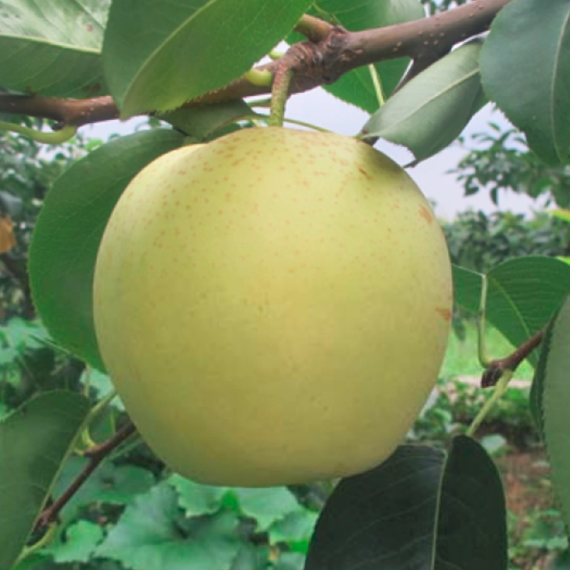 Sucui No. 1 Pear (苏翠1号梨)
