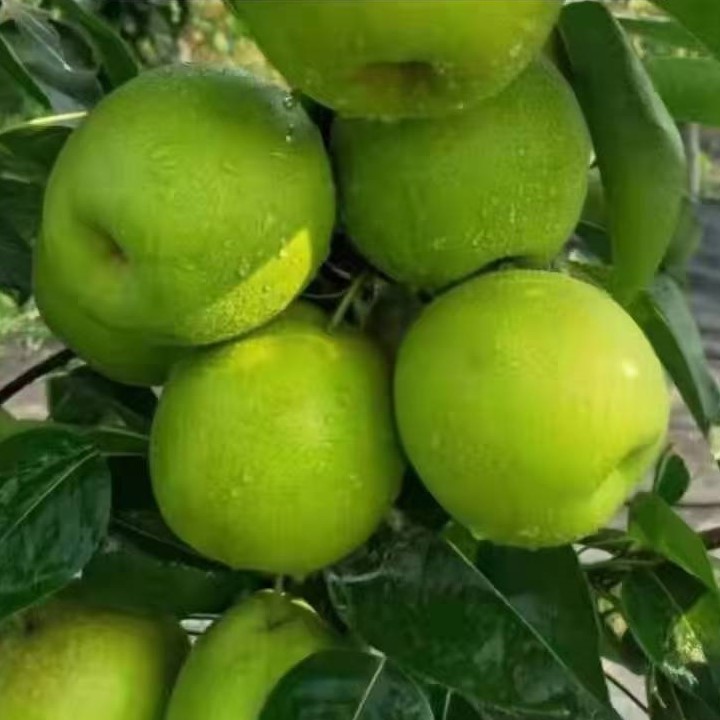 Sucui No. 1 Pear (苏翠1号梨) - Image 3