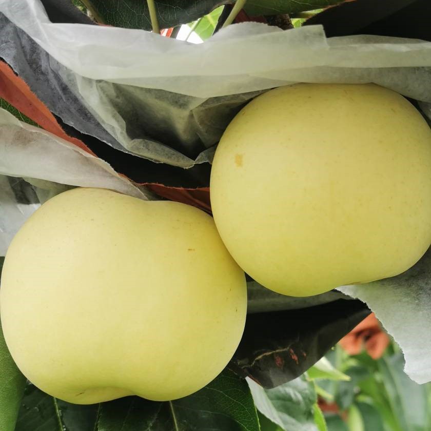 Sucui No. 1 Pear (苏翠1号梨) - Image 2