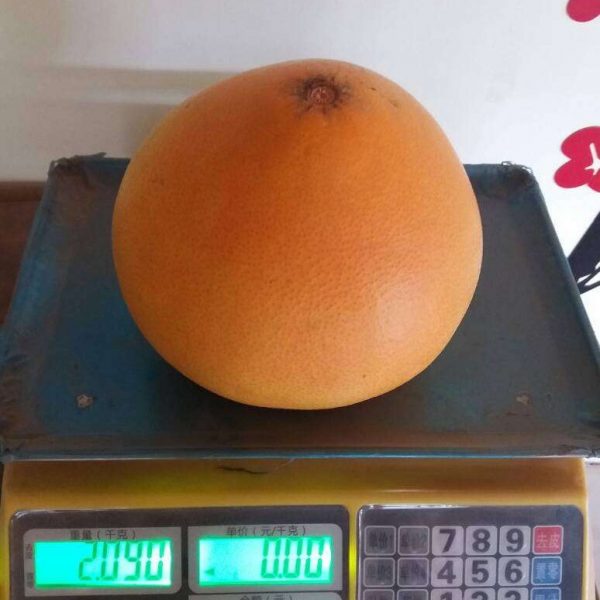 Orange Honey Pomelo (金橙蜜柚) - Image 2