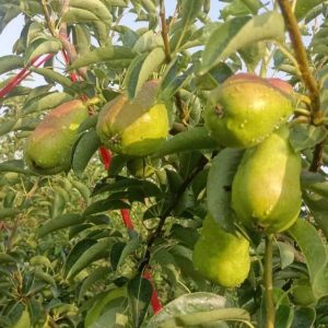 Long-Stem Pear Tree (长把梨)