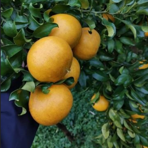 Sunshine No.1 Tangelo (阳光一号桔柚)