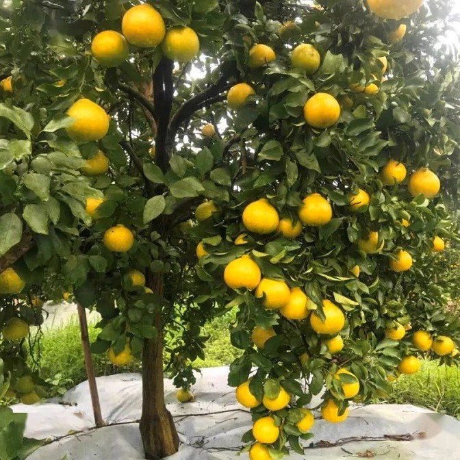 Sunshine No.1 Tangelo (阳光一号桔柚) - Image 2