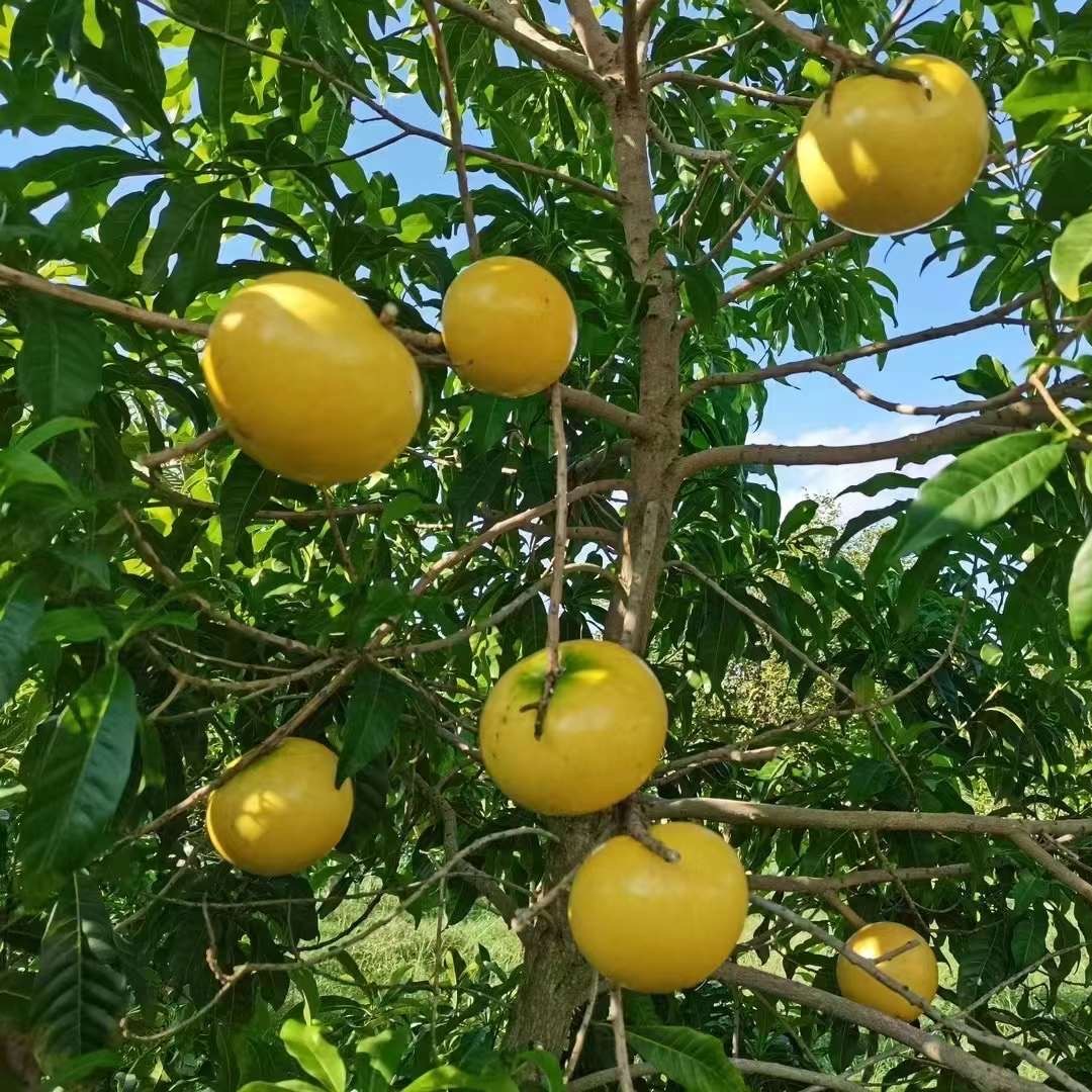 Xiongzan Abiu (熊赞黄晶果) - Exotic Tree Seller