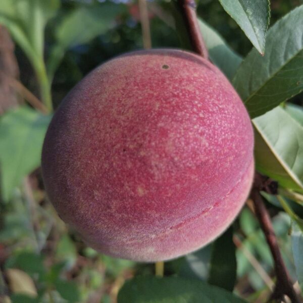 Zhongtao No. 24 Blood Peach (中桃24血桃)
