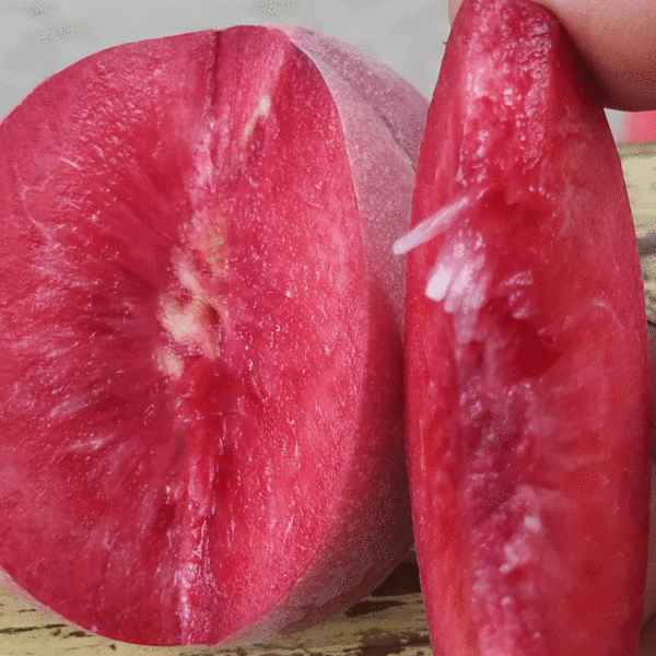 Zhongtao No. 24 Blood Peach (中桃24血桃) - Image 2