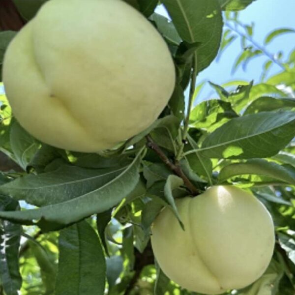 Zhongtao Meiyu No. 3 Peach (中桃美玉3号)