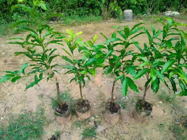 New Yellow Honey Abiu (新黄蜜黄晶果) - Image 7