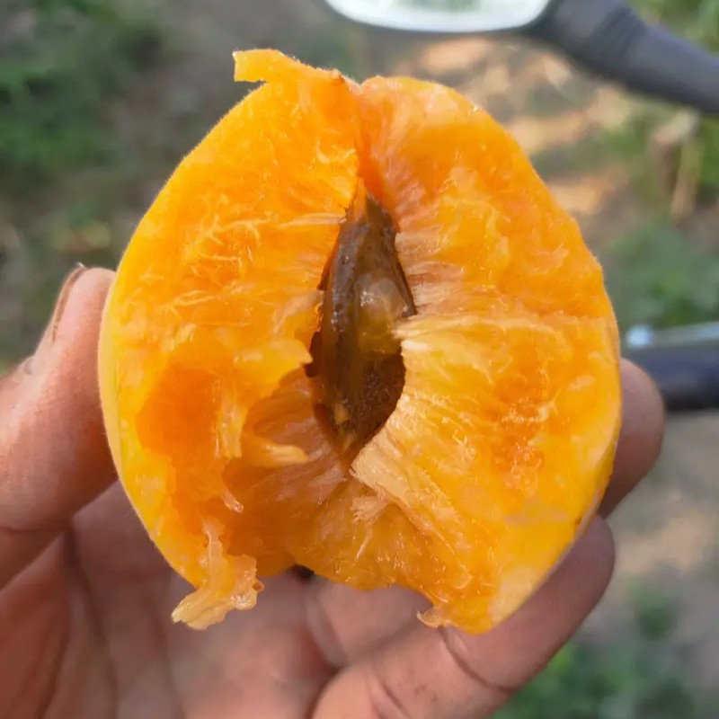 Meishuo Apricot Tree (玫硕杏) - Image 2