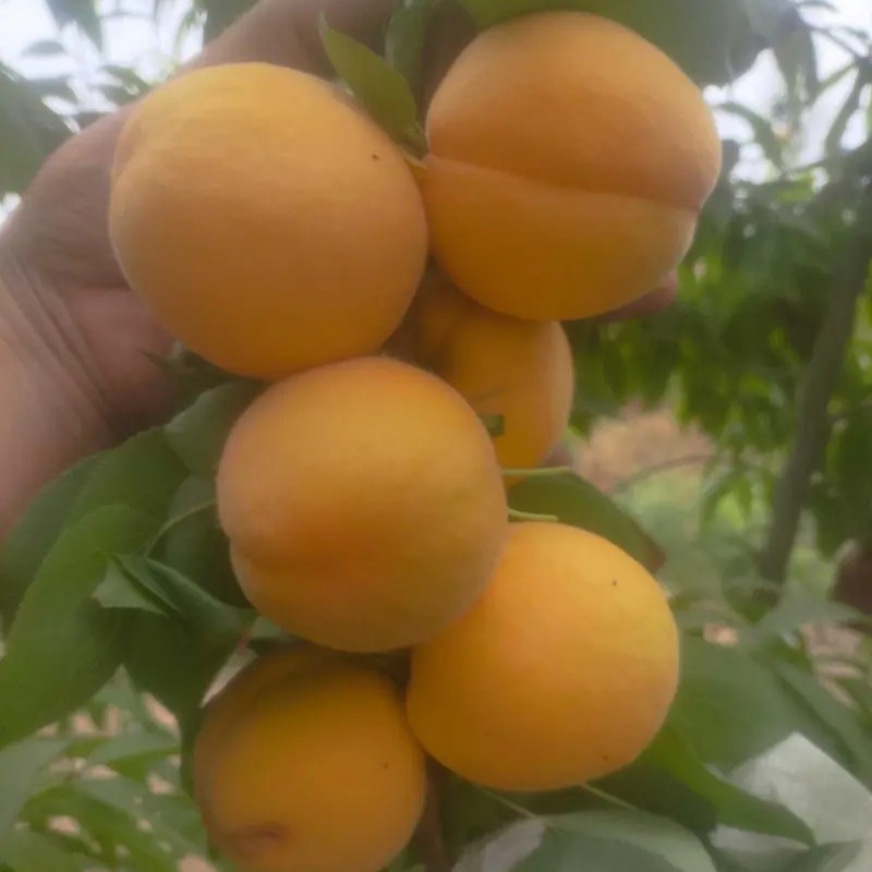 Meishuo Apricot Tree (玫硕杏)