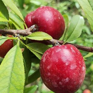 Pearl Jujube Nectarine No. 3 (珍珠枣油桃三号)