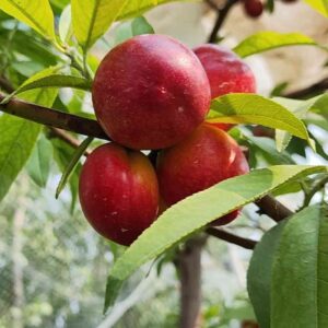 Zhongyu Pearl No. 3 Nectarine (中油珍珠三号油桃)