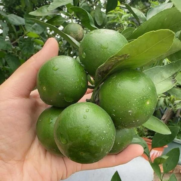 Yura Mandarin (由良蜜桔) - Image 2