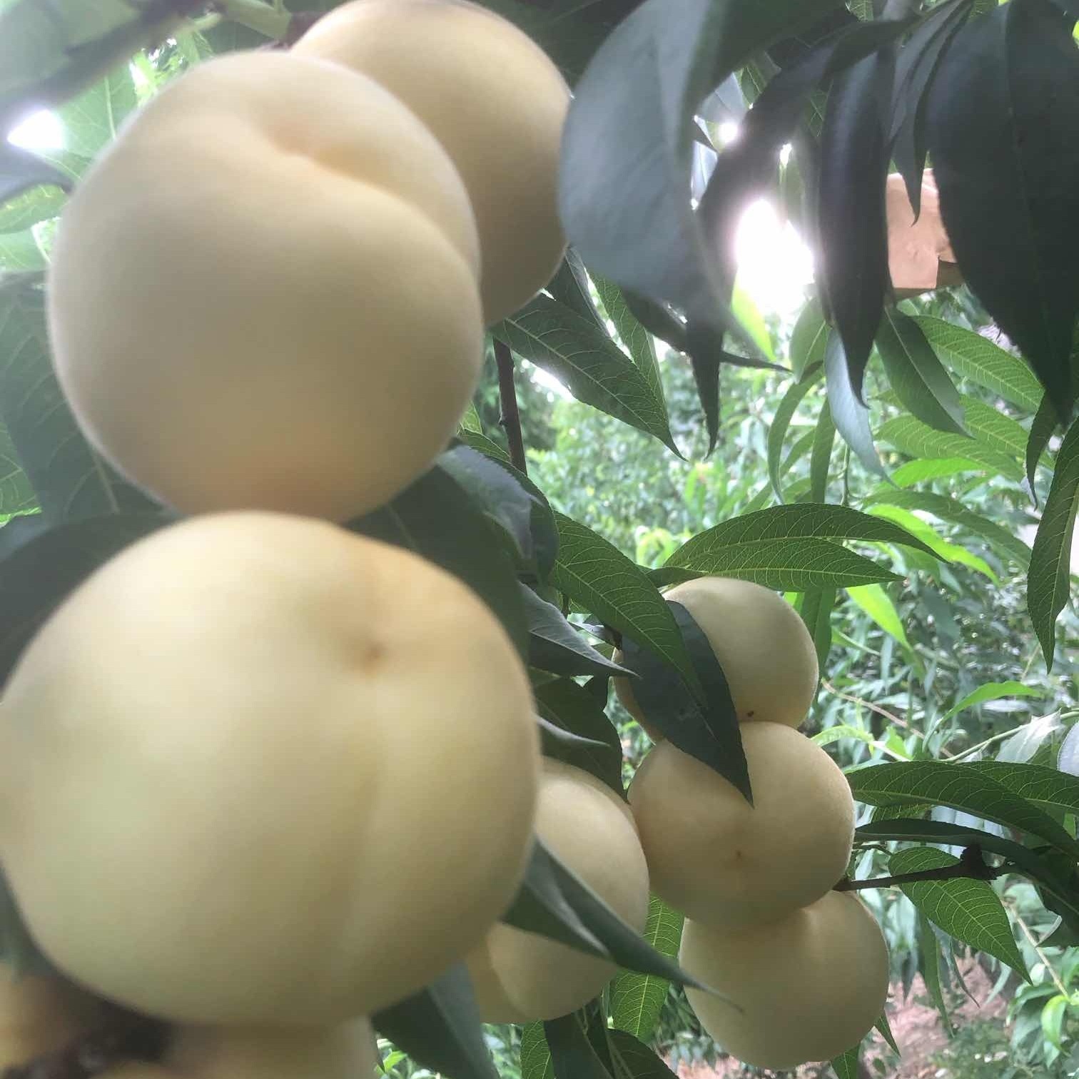 Bai Ru Yu Peach (白如玉桃) - Image 3