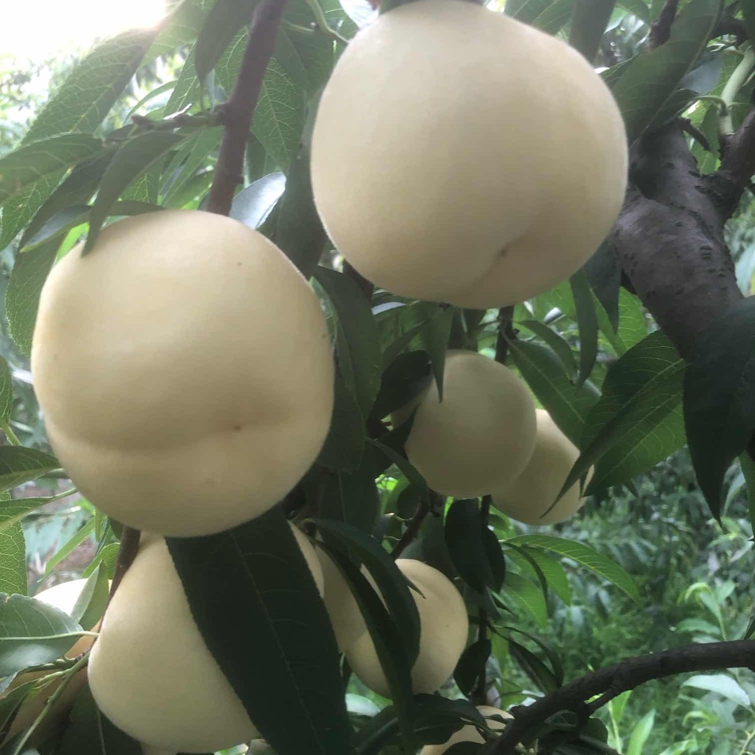 Bai Ru Yu Peach (白如玉桃) - Image 2