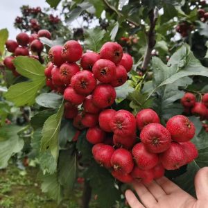 Mo Pan Hawthorn Tree (大磨盘山楂)