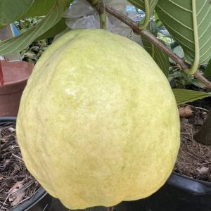 Hechun White Jade Guava (河唇白玉番石榴)