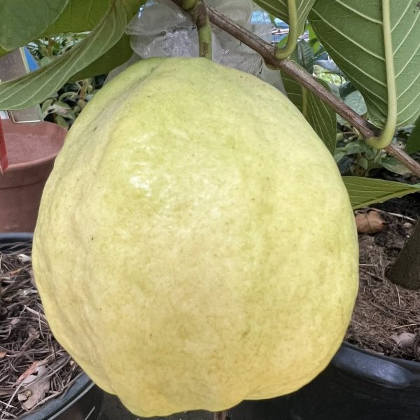 Hechun White Jade Guava (河唇白玉番石榴)
