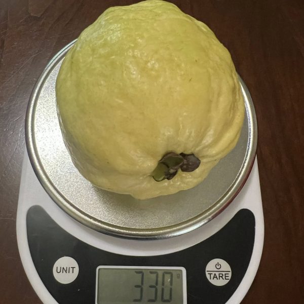 Hechun White Jade Guava (河唇白玉番石榴) - Image 2