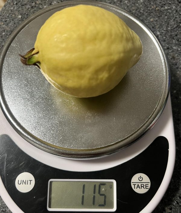 Jindouxiang Guava (金斗香番石榴) - Image 2