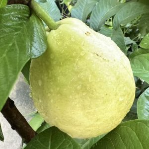Jindouxiang Guava (金斗香番石榴)