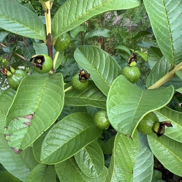 Jindouxiang Guava (金斗香番石榴) - Image 2