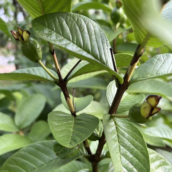 Jindouxiang Guava (金斗香番石榴) - Image 3