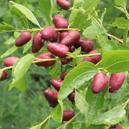 Taili Red Jujube (胎里红枣) Exotic Tree Seller