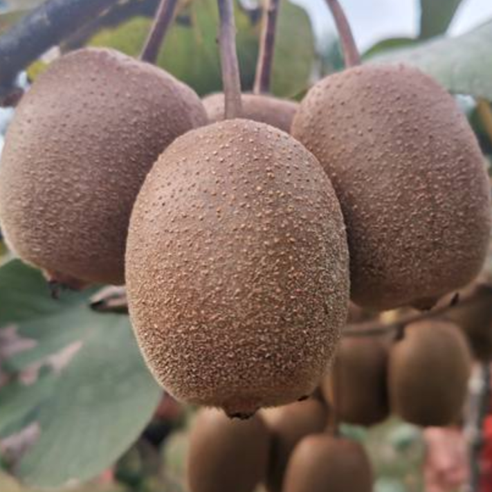 Charming Gold Kiwi (G9) - Exotic Tree Seller