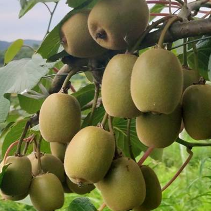 Charming Gold Kiwi (G9)
