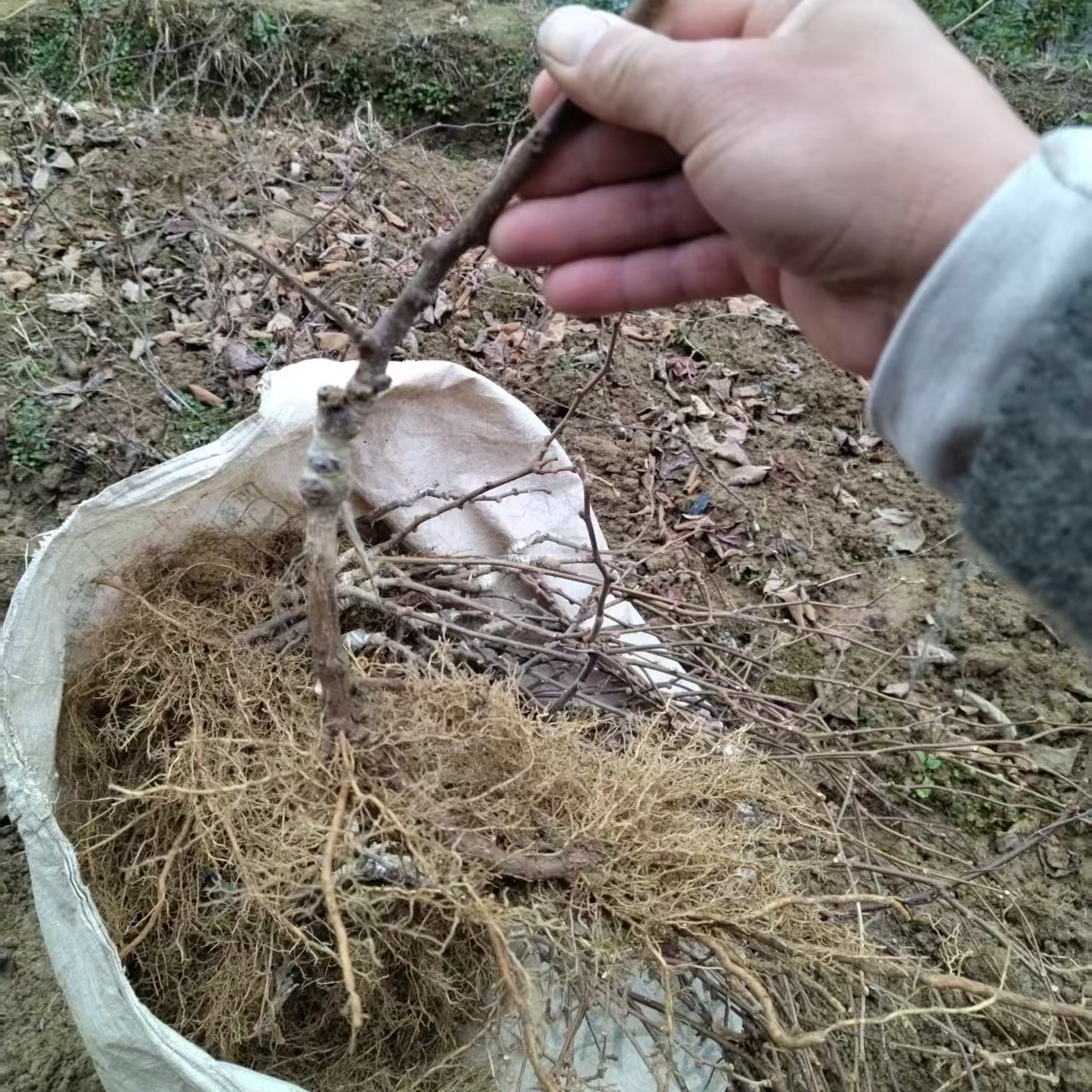 Jin Yan Golden Kiwi Vine (金艳猕猴桃) - Image 3