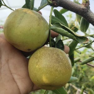 Zhandong Jujube No. 2 (沾化冬枣2代)