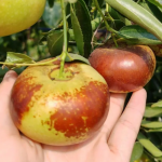 Jujube (Shipping from November to April)