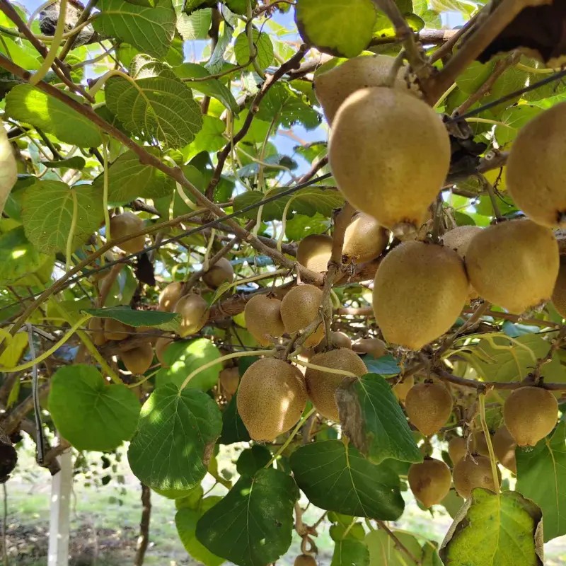 Cui Yu Green Kiwi Vine (翠玉猕猴桃)