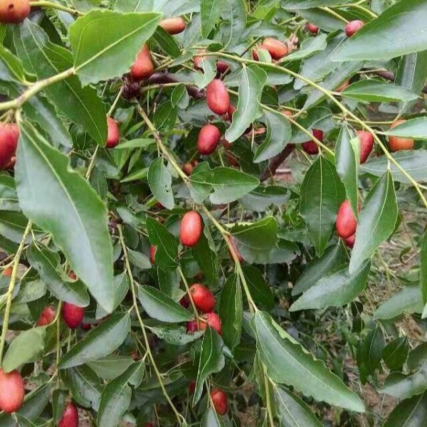 Taili Red Jujube (胎里红枣) - Image 5