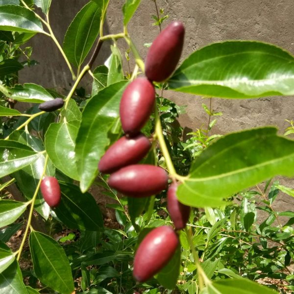 Taili Red Jujube (胎里红枣) - Image 3