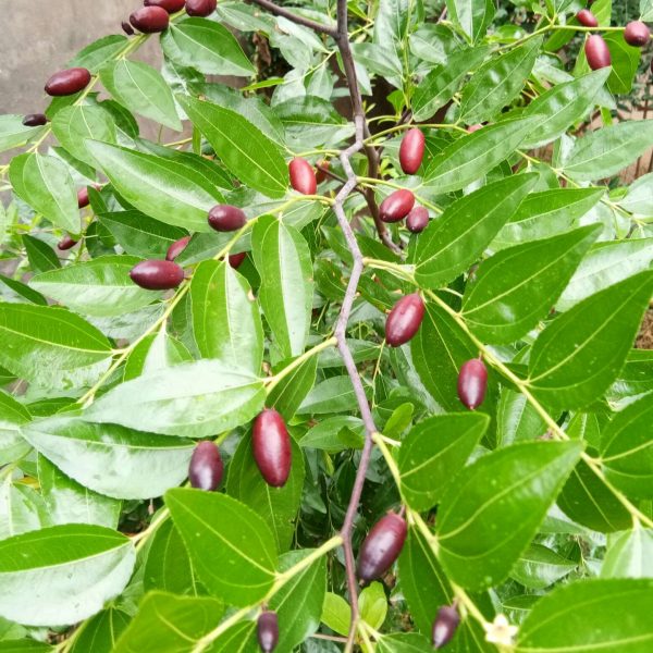 Taili Red Jujube (胎里红枣) - Image 4
