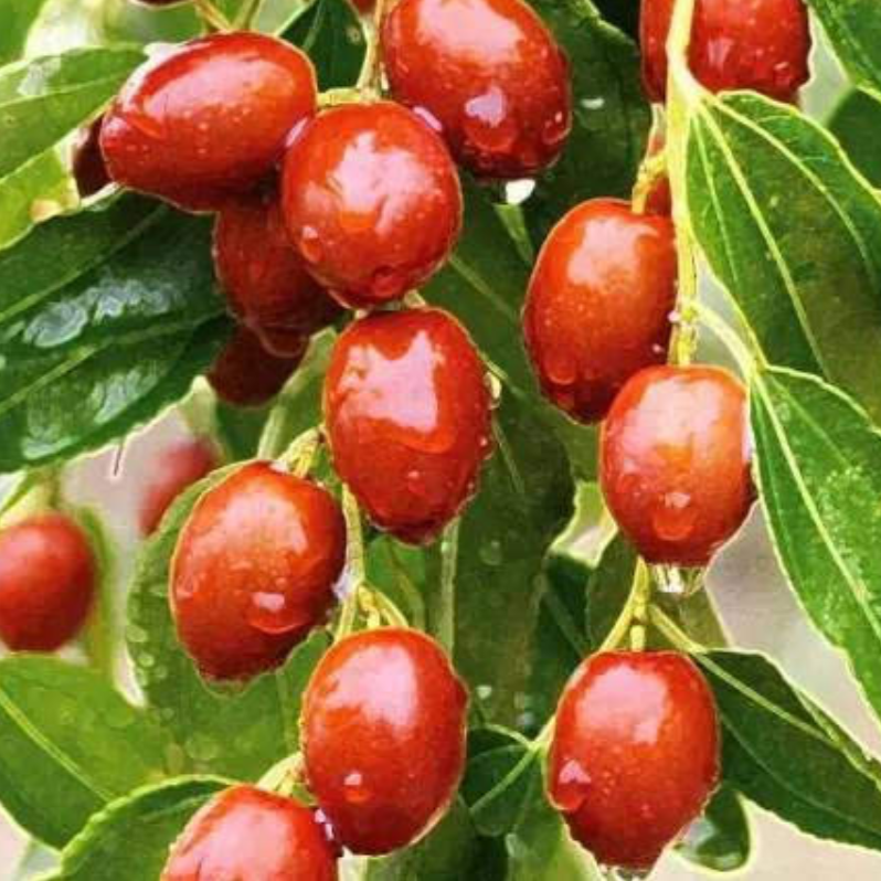 Golden Thread Jujube Tree (金丝小枣)