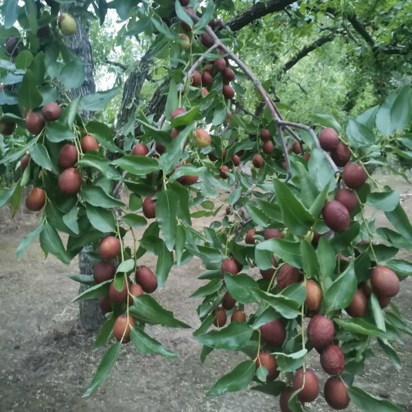 Golden Thread Jujube (金丝小枣) - Image 3