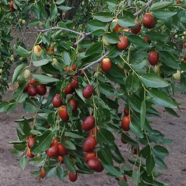 Golden Thread Jujube (金丝小枣) - Image 2