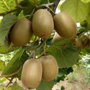 Jin Yang Golden Kiwi Vine (金阳猕猴桃)