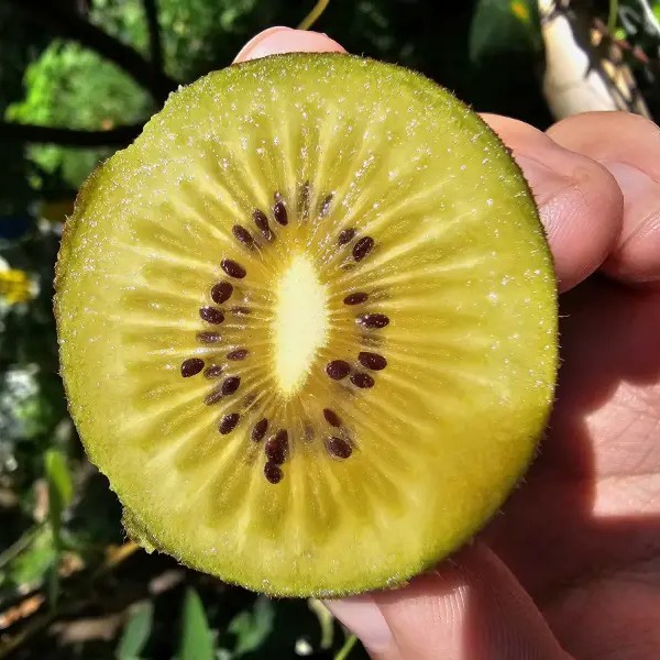 Hort 16A Golden Kiwi Vine (黄金果猕猴桃) - Image 2