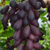 Purple Crisp Seedless 09 Grape Vine (紫脆无核09葡萄苗) - Exotic