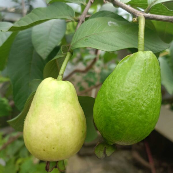 Shuji Early Red Guava (书记早熟红番石榴) - Image 2