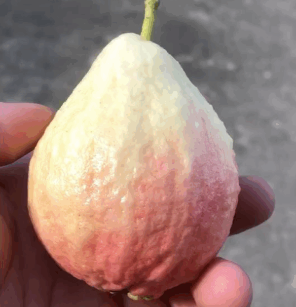 Shuji Early Red Guava (书记早熟红番石榴)